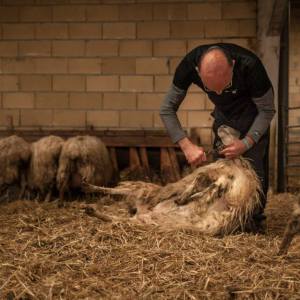 Basque Shepherd For a Day Experience