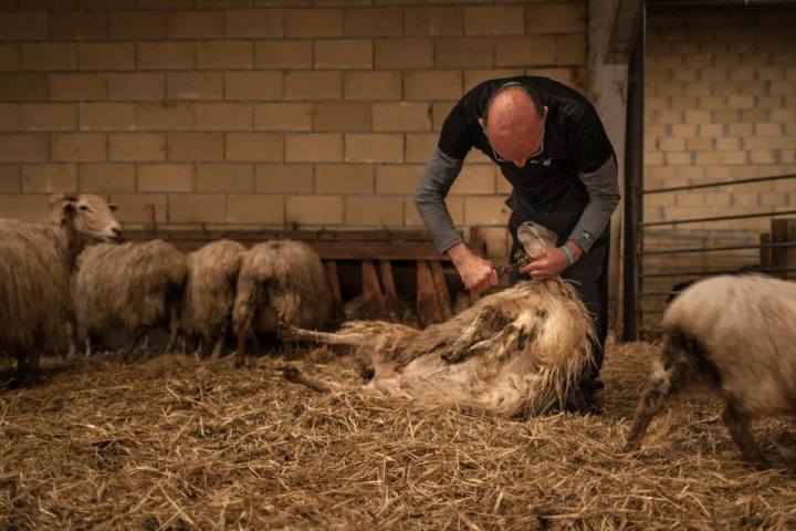 Basque Shepherd For a Day Experience