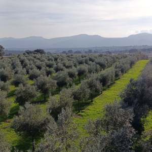 Extremadura A Day On The Farm Experience