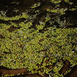 Madridejos EVOO Visit Experience