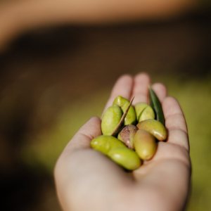 Madridejos EVOO Visit Experience