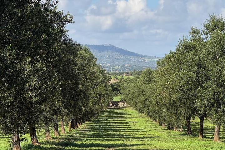Mallorca Visit & Tasting Experience