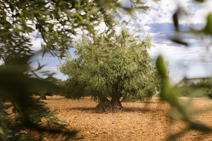 Madridejos EVOO Visit Experience