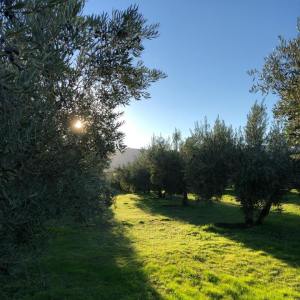 Extremadura Olive Oil Tour & Tasting Experience