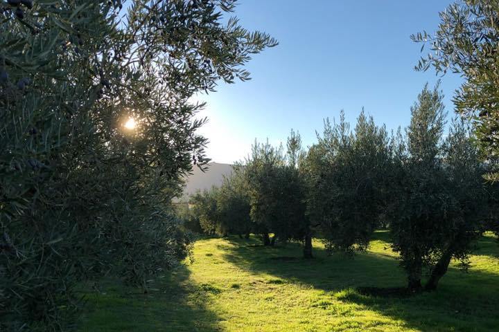 Extremadura Olive Oil Tour & Tasting Experience