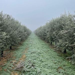 Navarra Guided Tour & Olive Oil Tasting Experience