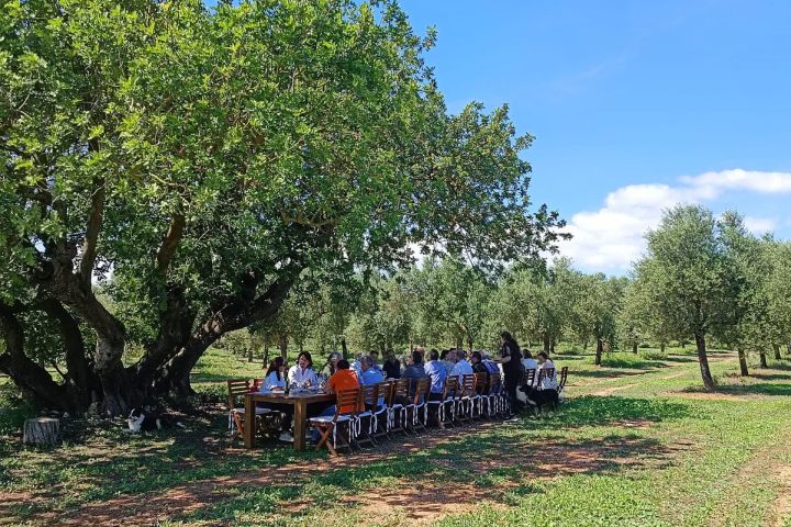 Mallorca Visit & Tasting Experience