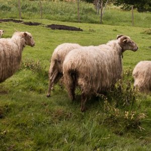 Basque Shepherd For a Day Experience
