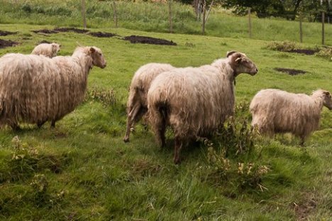 Basque Shepherd For a Day Experience