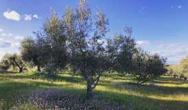 Extremadura Olive Oil Tour & Tasting Experience