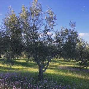 Extremadura Olive Oil Tour & Tasting Experience