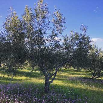 Extremadura Olive Oil Tour & Tasting Experience