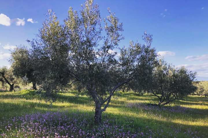 Extremadura Olive Oil Tour & Tasting Experience