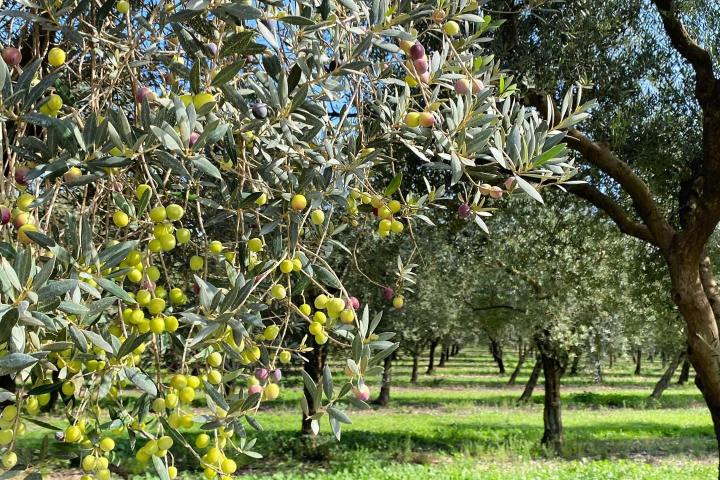 Mallorca Visit & Tasting Experience