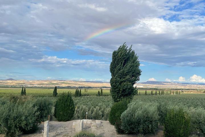 Navarra Guided Tour & Olive Oil Tasting Experience