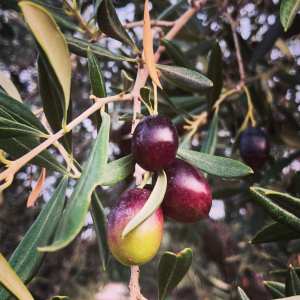 Extremadura Olive Oil Tour & Tasting Experience