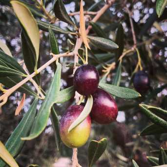 Extremadura Olive Oil Tour & Tasting Experience