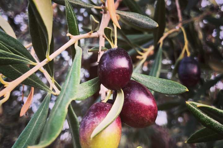 Extremadura Olive Oil Tour & Tasting Experience