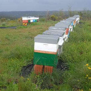 Extremadura Beekeeping Experience