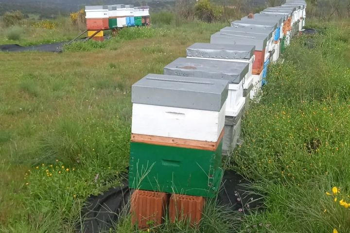 Extremadura Beekeeping Experience