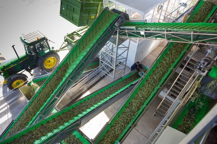 Madridejos EVOO Visit Experience