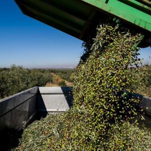 Madridejos EVOO Visit Experience