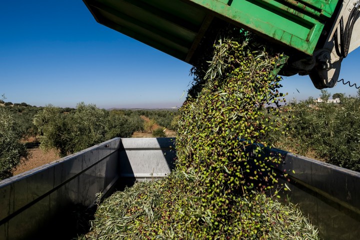 Madridejos EVOO Visit Experience