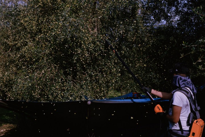 Mallorca Visit & Tasting Experience