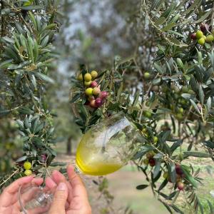 Mallorca Visit & Tasting Experience