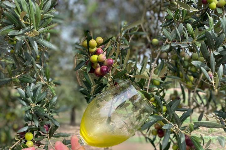 Mallorca Visit & Tasting Experience