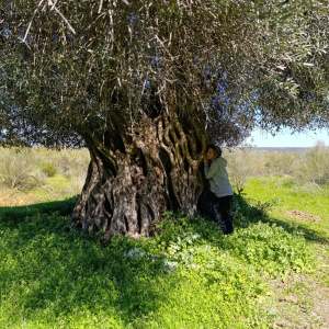 Extremadura Paths of the Olive Tree Experience