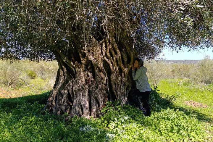 Extremadura Paths of the Olive Tree Experience