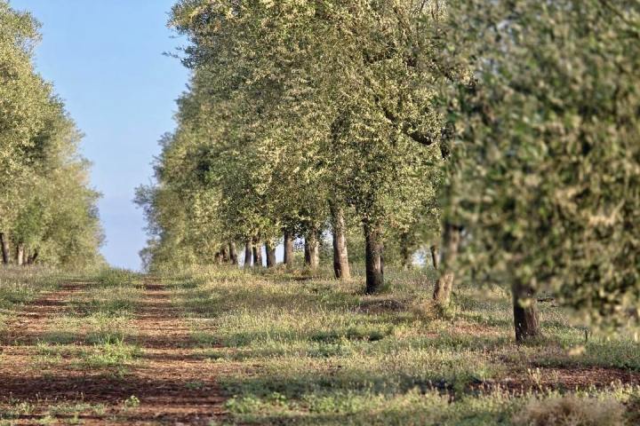 Mallorca Visit & Tasting Experience