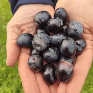 Extremadura Paths of the Olive Tree Experience