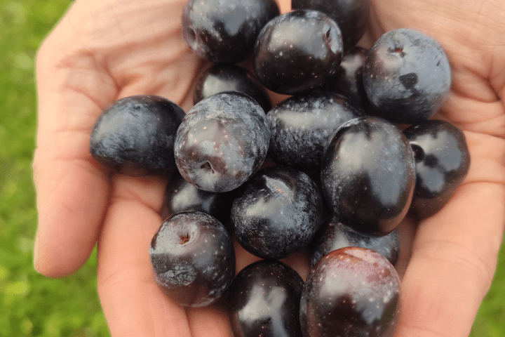 Extremadura Paths of the Olive Tree Experience