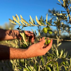 Aragon Matarranya Olive Oil Tasting Experience