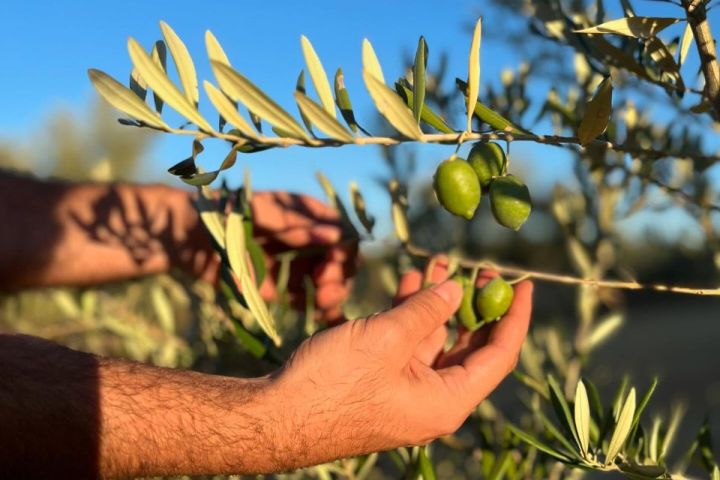 Aragon Matarranya Olive Oil Tasting Experience