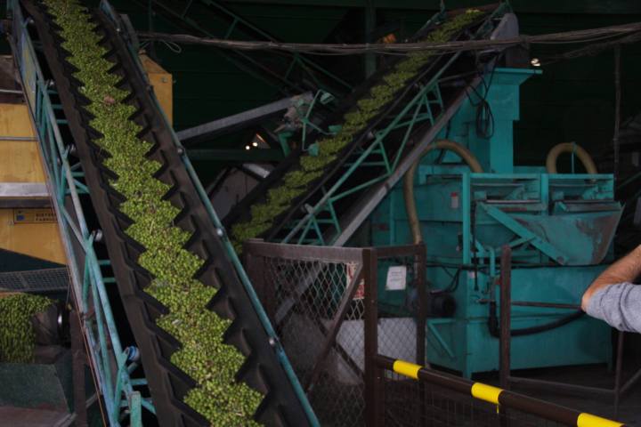 Madridejos EVOO Visit Experience