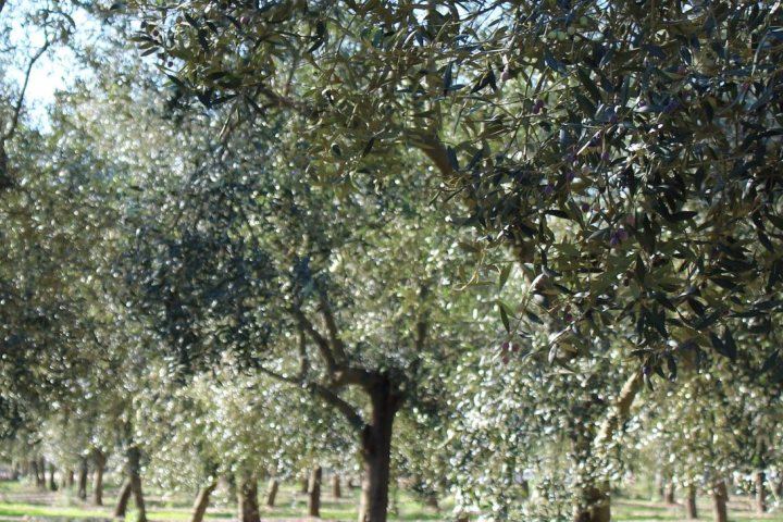 Mallorca Visit & Tasting Experience