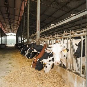 Menorca Farm Tour with Equestrian Experience