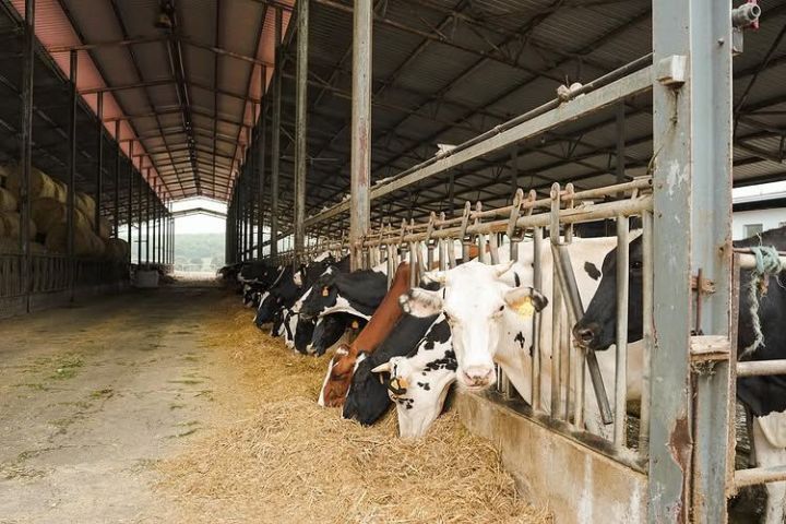 Menorca Farm Tour with Equestrian Experience