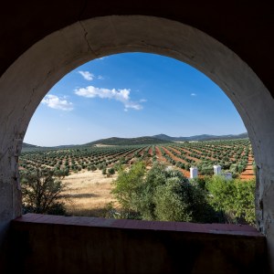 Madridejos EVOO Visit Experience
