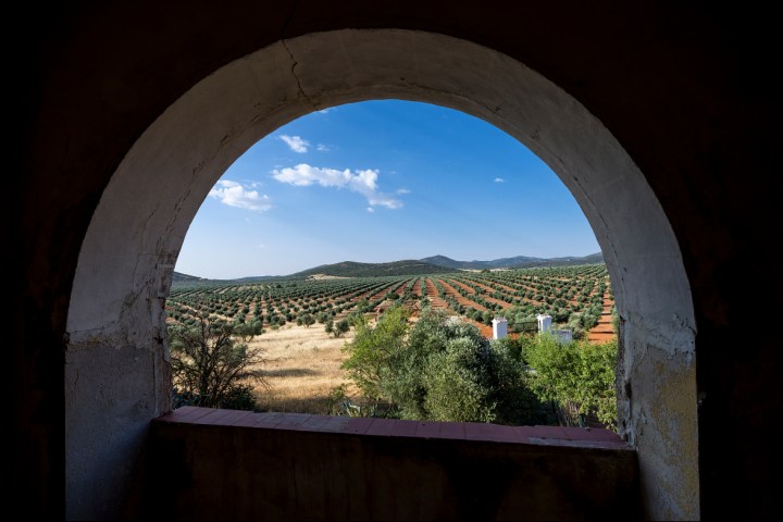 Madridejos EVOO Visit Experience