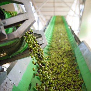 Madridejos EVOO Visit Experience