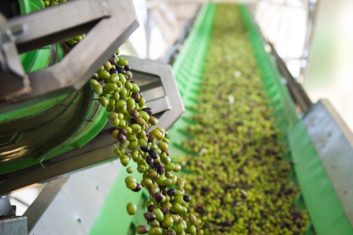 Madridejos EVOO Visit Experience