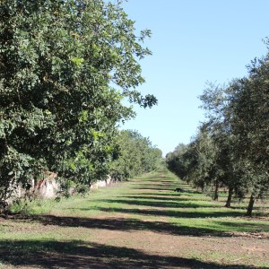 Mallorca Visit & Tasting Experience