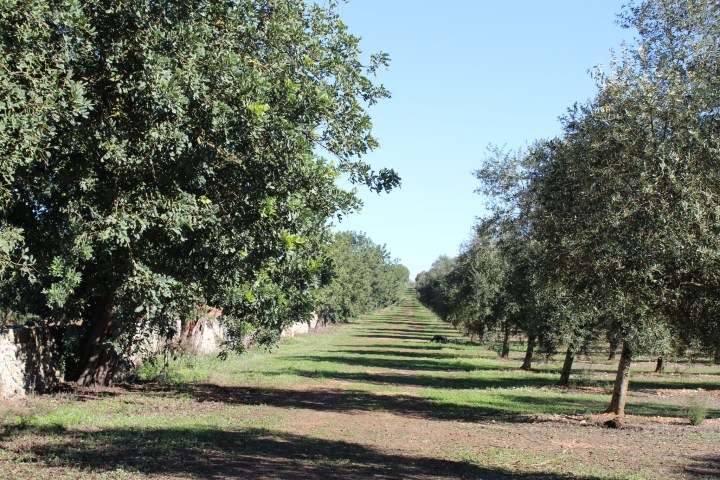 Mallorca Visit & Tasting Experience