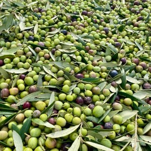 Mallorca Visit & Tasting Experience