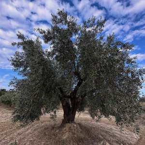 Aragon Olive Oil Visit & Tasting Experience
