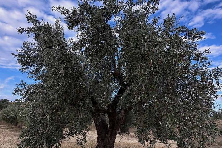 Aragon Olive Oil Visit & Tasting Experience